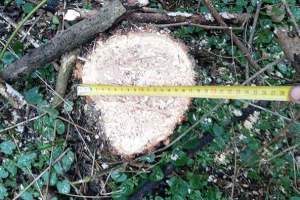 На Тернопільщині незаконно зрубали дерева в межах національного природного парку