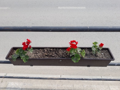 На Тернопільщині невідомі вкрали квіти посаджені школярами (фотофакт)
