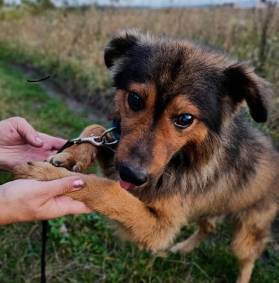 У Тернополі сліпу собаку викинули посеред дороги