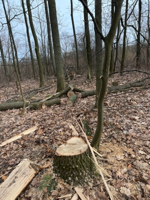 На Тернопільщині судитимуть чоловіка, який незаконно зрубав дерева у лісосмузі