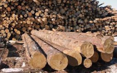 За використання лісових ресурсів на Тернопільщині сплатили понад 7 мільйонів гривень