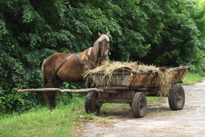 У Тернопільській області сполохані коні вбили жінку