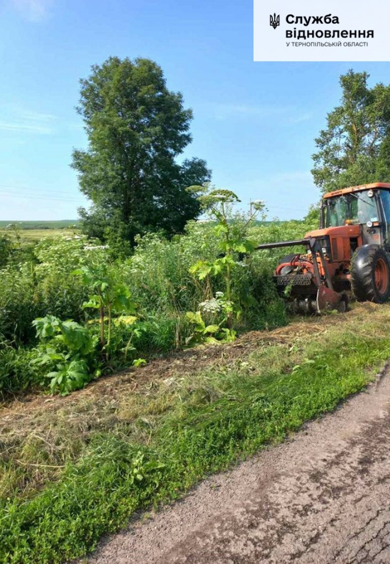 На Тернопільщині вздовж державних автошляхів знищують небезпечну рослину