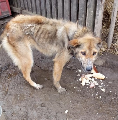 «Живий скелет»: на Тернопільщині господарі морять голодом собаку (фото)