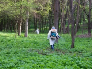 На території тернопільських дитячих садочків проводять заходи зі знищення іксодових кліщів