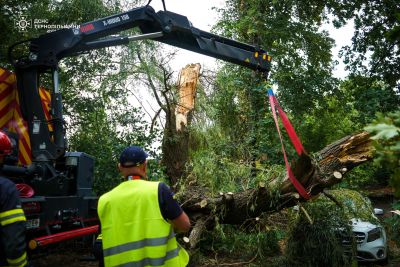 Негода в Тернополі: вітер повалив дерево на припаркований автомобіль
