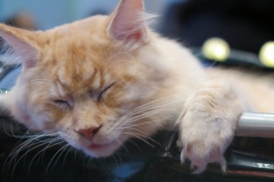 Понад 200 котів різних порід провели вихідні у тернопільському «Березолі»