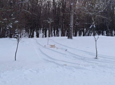 На Тернопільщині водій проїхався через молоді деревця у парку (фотофакт)