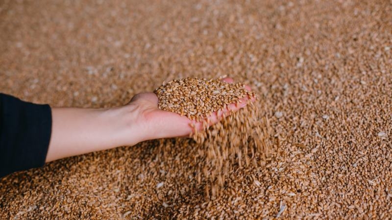 У ТзОВ “Бучачагрохлібпром” розповіли, як експортують зерно в умовах війни