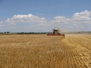 Жнива на полях «Бучачагрохлібпрому» демонструють позитивну тенденцію