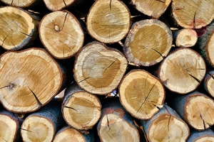 За незаконну вирубку дерев мешканець Тернопільщини заплатить 50 000 гривень штрафу