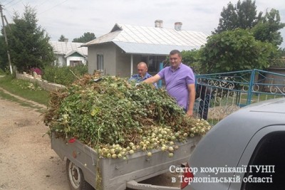 На Тернопільщині люди попалися на вирощуванні маку