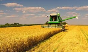 На Тернопільщині зібрали 1,6 млн тонн зернових
