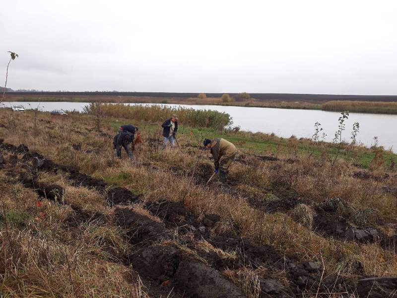 Біля ставу на Тернопільщині висадили дві тисячі дерев