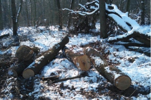 На території заповідної зони у Тернопільській області виявили самовільну порубку дерев