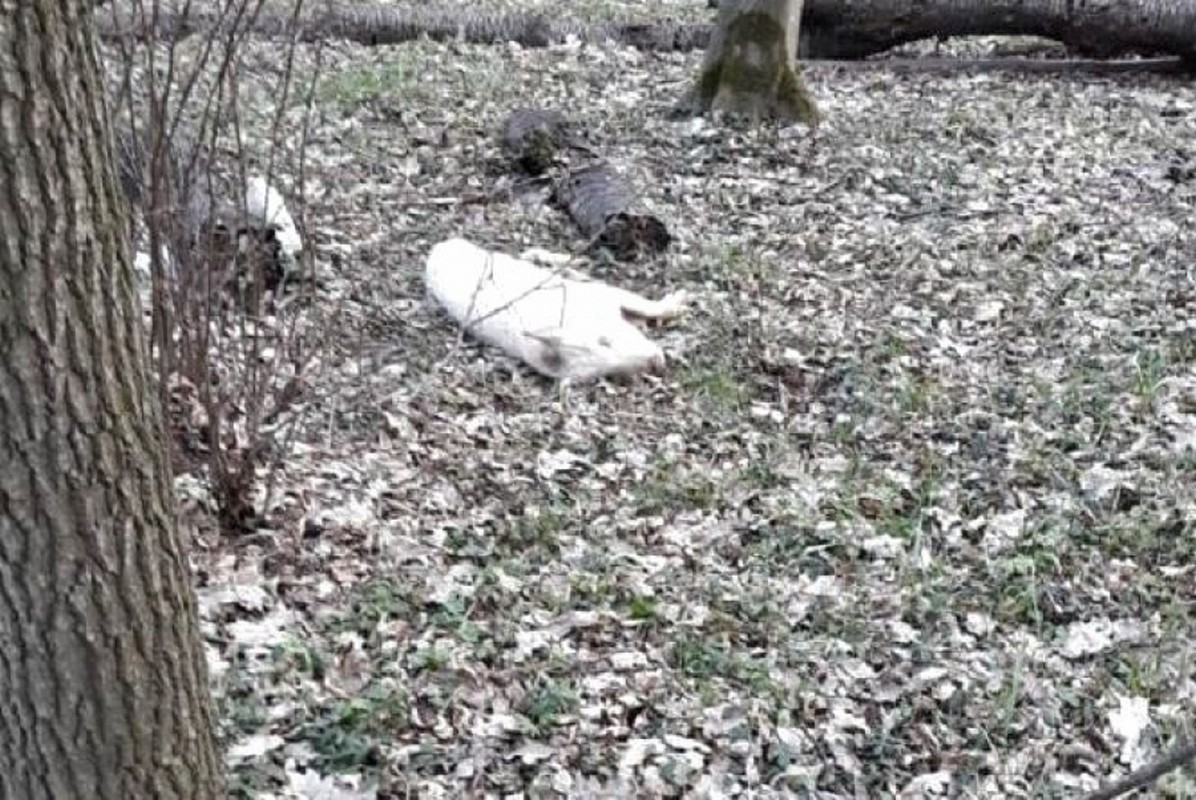 Неподалік Тернополя у лісі чоловік натрапив на мертву свиню