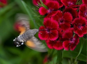 На Тернопільщині з квіток пило нектар незвичайне створіння, схоже на колібрі (фотофакт)