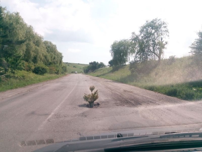 На Тернопільщині у яму на дорозі посадили дерево (фотофакт)