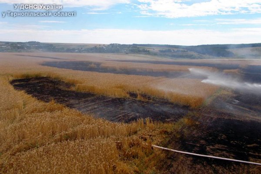 На Тернопільщині вигорів урожай пшениці