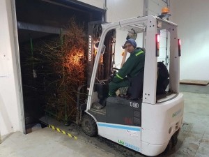 Перша машина саджанців із садів Петра Гадза вже вирушила до Голландії (фото)