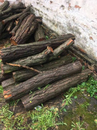 "На гарячому" спіймали мешканця Тернопільщини, який вирішив "прорідити" дерева у ландшафтному парку