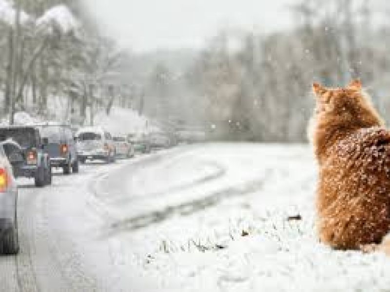 На Тернопільщині очікується хуртовина та ожеледиця