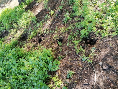 Залишилися тільки ями: на Тернопільщині з корінням вирвали туї, які росли біля річки