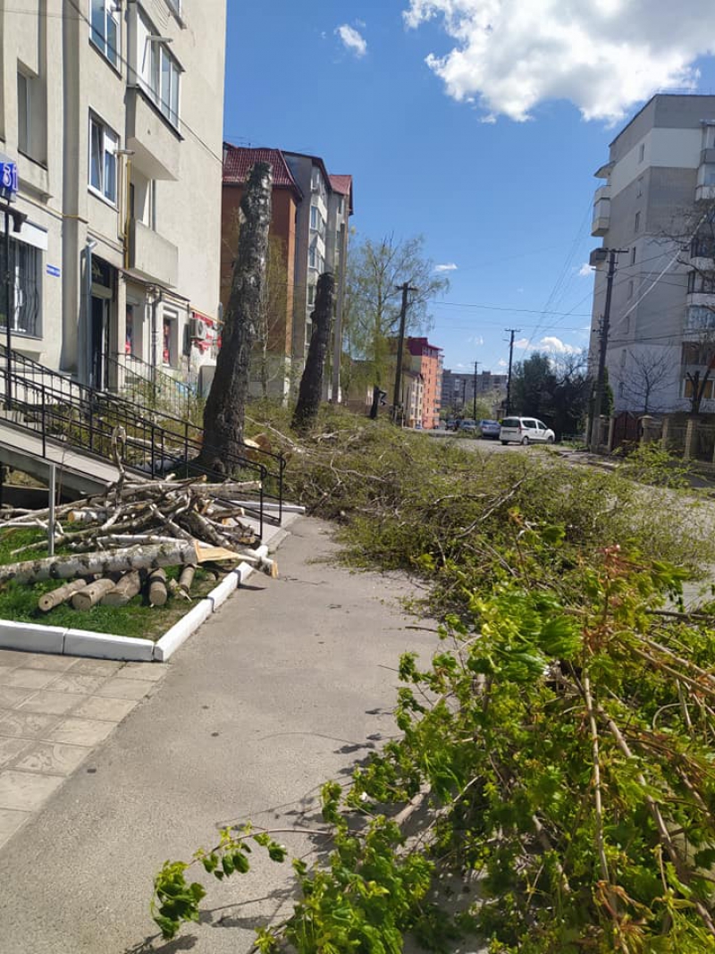 У Тернополі від беріз залишились лише обрубки (фотофакт)