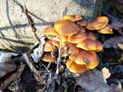 Жителі Тернопільщини збирають гриби навіть взимку (фотофакт)