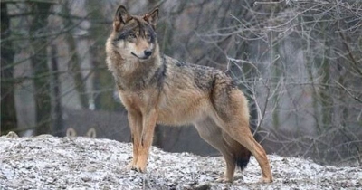 У селах Бучацького району з&#039;явилися зграї агресивних вовків