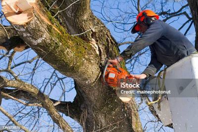 Екоінспекція області відреагувала на порушення під час обрізки дерев