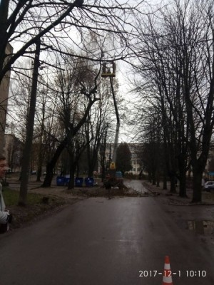 Тернопільські комунальники розповіли чому довелось зрізати дерево на Лесі Українки