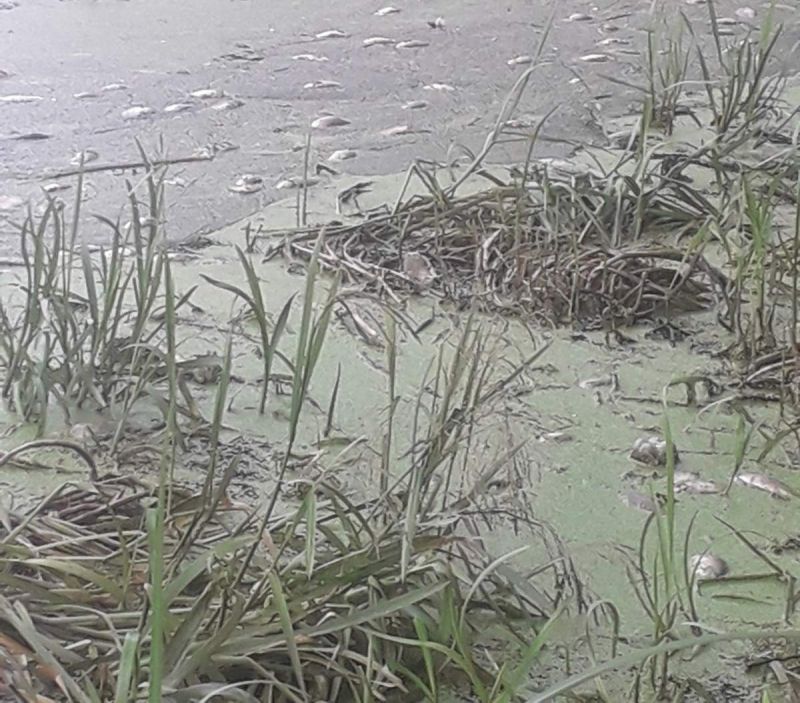 У водоймах на Тернопільщині масово гине риба