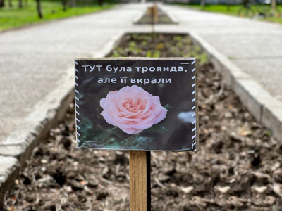 У громаді на Тернопільщині з міської клумби вкрали кущі троянд