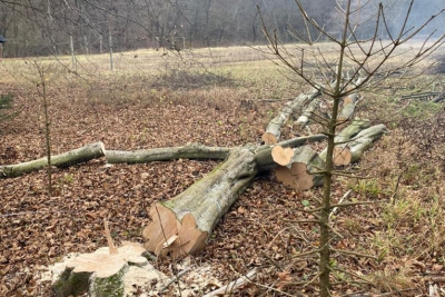 На Тернопільщині незаконно вирубали дерева