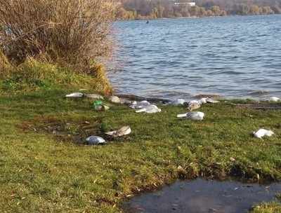 Причина масової загибелі птахів на березі Тернопільського ставу - отруєння