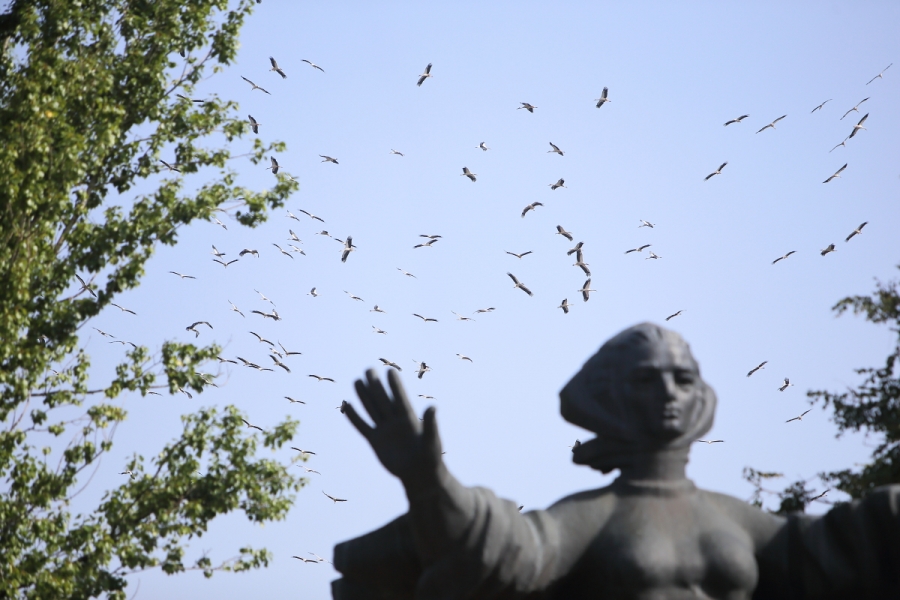 У День Незалежності в небі над Тернополем закружляли лелеки (фотофакт)