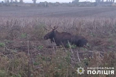 На Лановеччині під колеса автомобіля потрапив лось