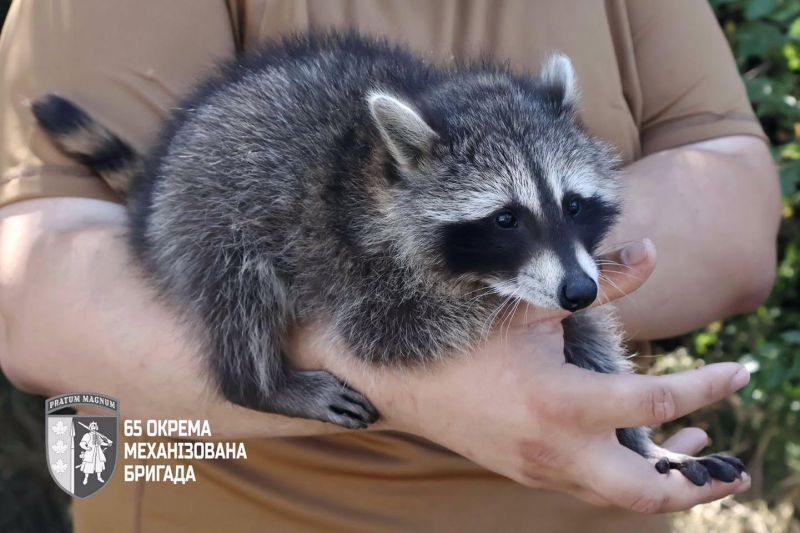 Новини з фронту: як сержантка &quot;Моллі&quot; стала талісманом підрозділу