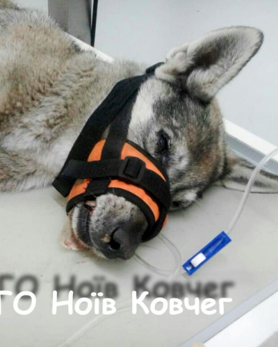 На Тернопільщині м’ясник переїхав собаку та залишив її стікати крoв’ю (фото 18+)