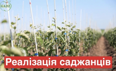 Господарство «ГАДЗ» розпочало продаж саджанців плодових дерев