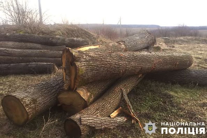 Понад 600 тисяч гривень збитків: на Тернопільщині судитимуть лісника за службову недбалість