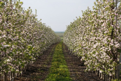 Масштабний фруктовий сад на Тернопільщині висаджує фермерське господарство «Гадз» (відео)