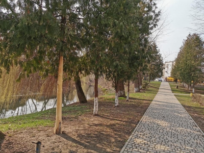 На Тернопільщині невідомі обдерли кору з молодих дерев