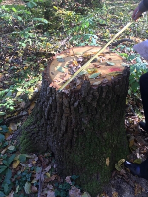 Тернополянин зрубав дерев у лісосмузі на понад 1,2 млн грн