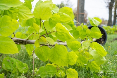 У Тернополі на місці видалених аварійних та сухостійних дерев висаджуватимуть нові зелені насадження