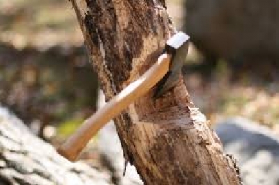 Експрацівника комунального лісогосподарського підприємства на Тернопільщині підозрюють у незаконній порубці дерев