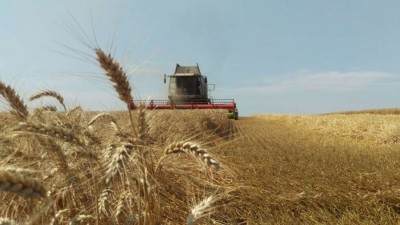На полях «Бучачагрохлібпрому» завершили жнива ячменю, пшениці та ріпаку