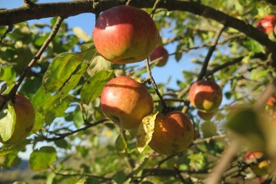 У садах Тернопільщини налиті яблука-сонцики на тлі жовтого, зеленого та синього (фото)