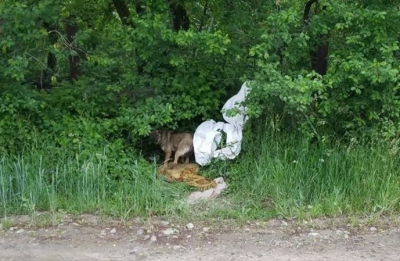 На Тернопільщині собаку в мішку викинули у канаву